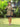 Women's Hemp Papercrane Panelled Flared Dress with Optional Tie Belt