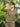 Men's Hemp Full Sleeve Open Collar Kurta