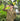 #color_olive