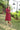 #color_red-wine